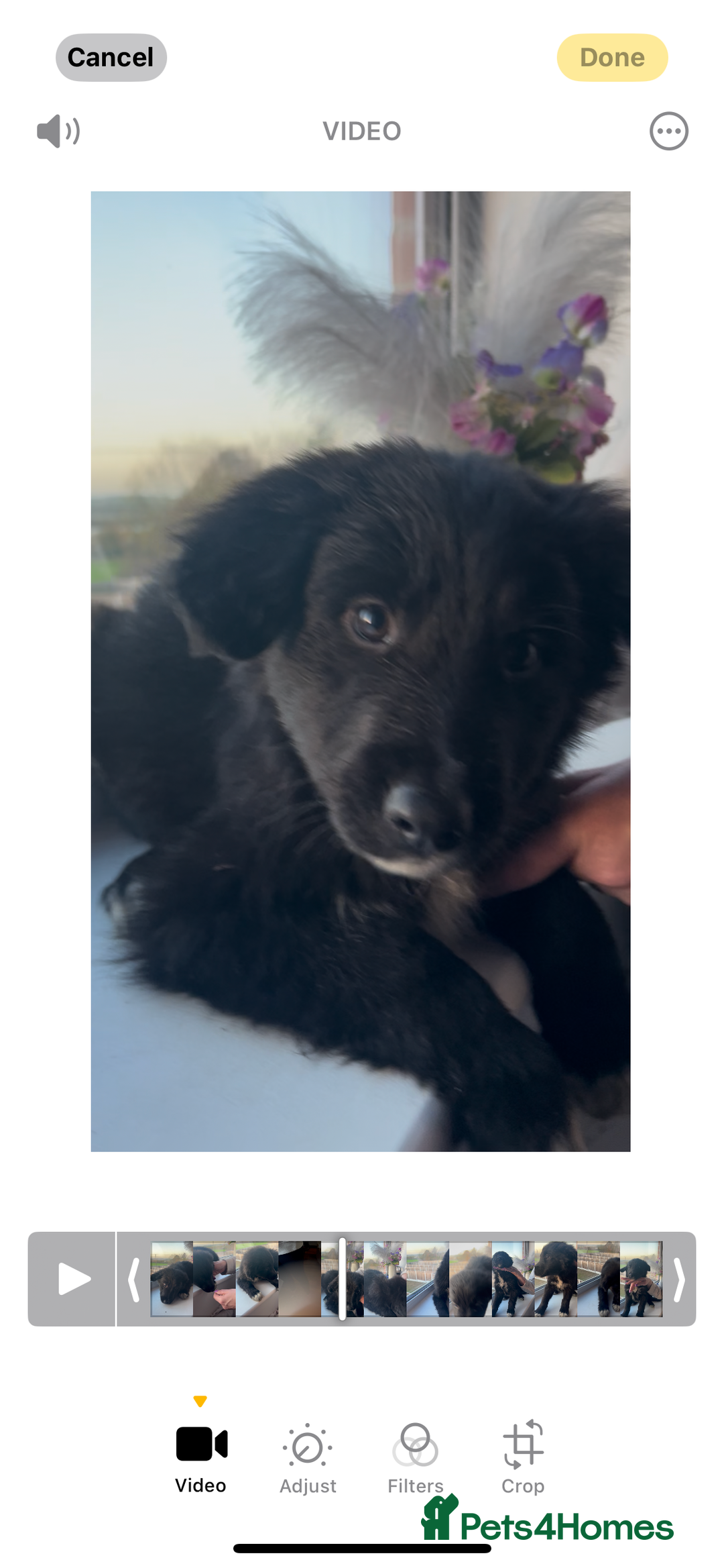 Mixed Breed dogs for sale: Gorgeous shollies - German x collie  - Image 3