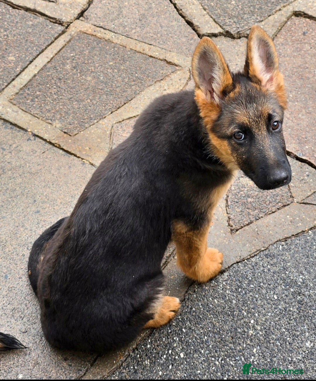 German Shepherd dogs for sale: KC REGISTERED GERMAN SHEPHERD PUPPIES  - Image 15