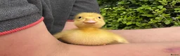 Ducks poultry for sale: Stunning pure bred Runner Ducks  - Advert 4
