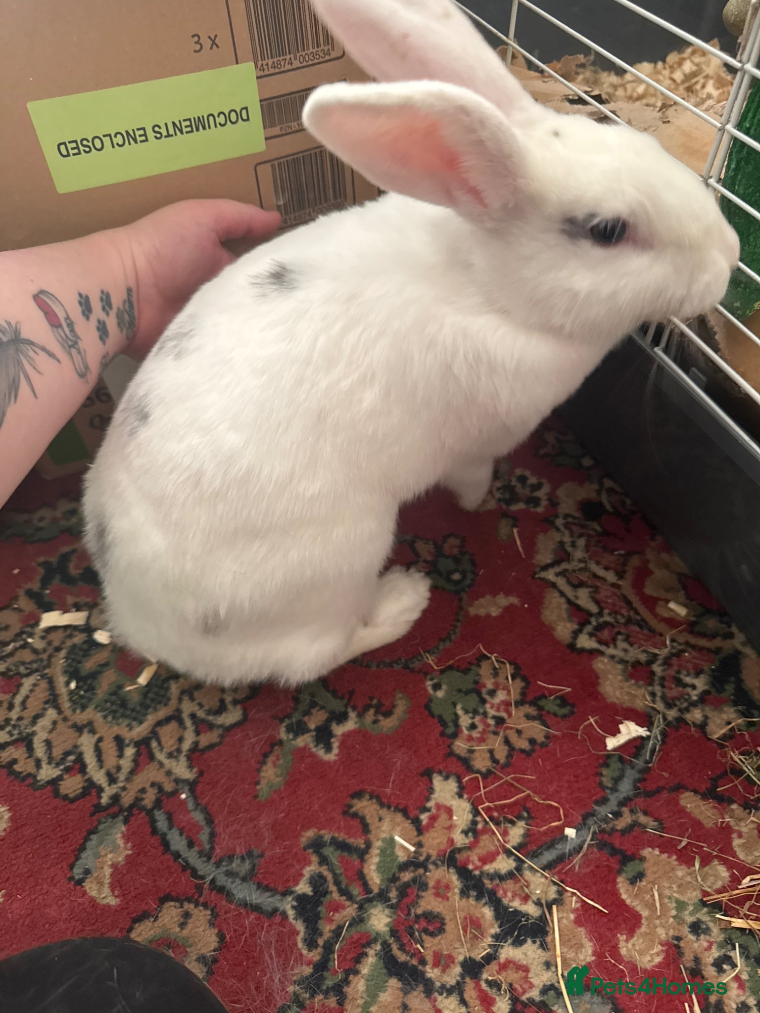 English Spot rabbits Rabbit female  - Advert 5