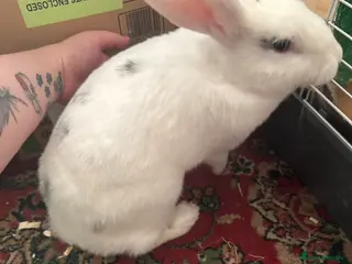 English Spot rabbits Rabbit female - Advert 17