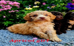 Cockapoo dogs for sale: Top quality F1 health tested cockapoos  - Image 5