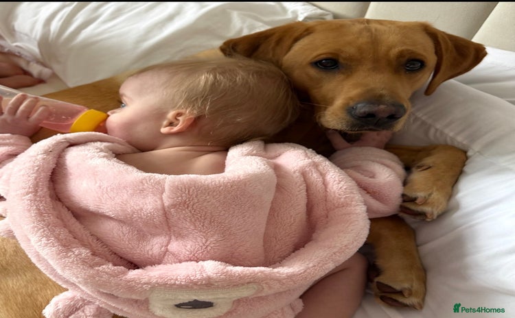 Labrador Retriever dogs - Advert 11