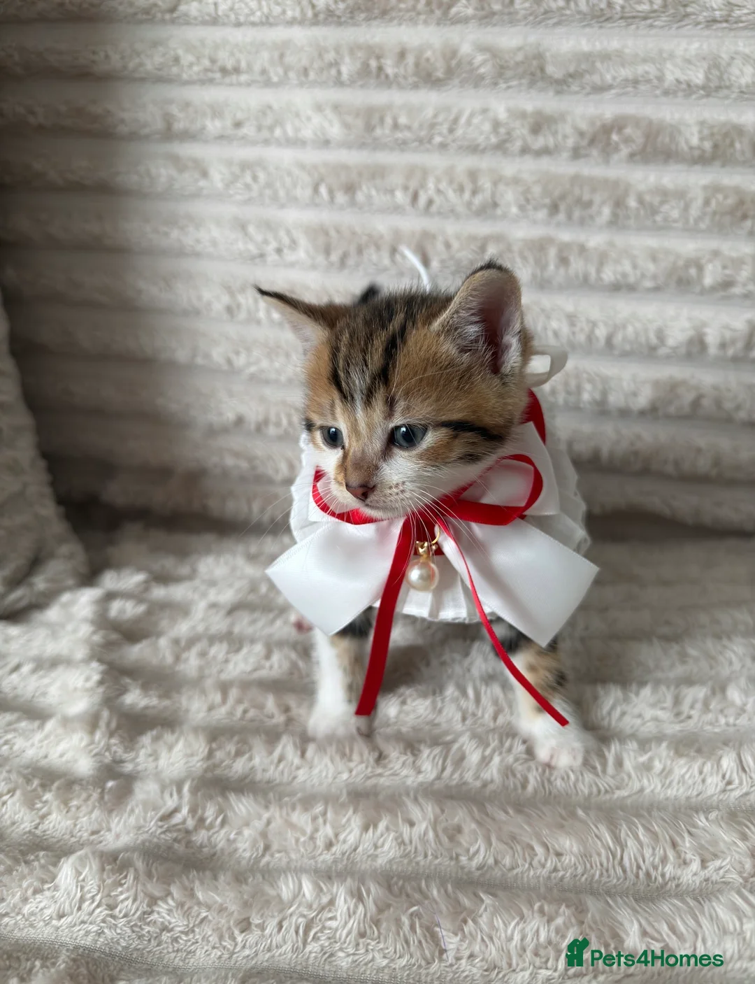 Mixed Breed cats for sale: Sweet kittens are looking for a new home. - Advert 9