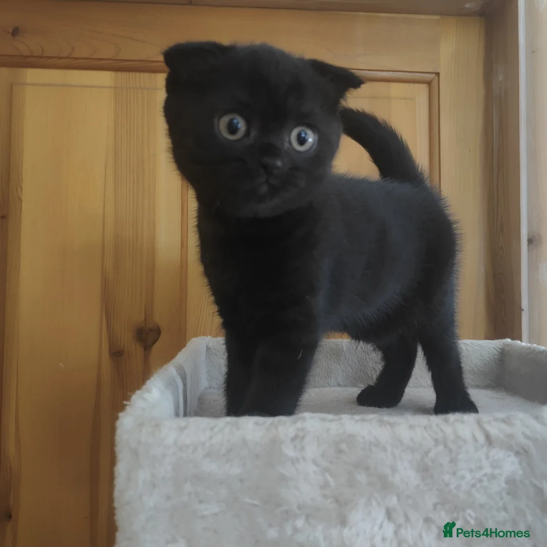 Scottish Fold cats for sale: ❤ready to leave today - Advert 9