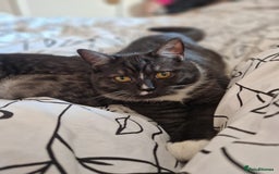 Ragdoll cats for sale: 2 ragdoll x british shorthair kittens  - Image 2