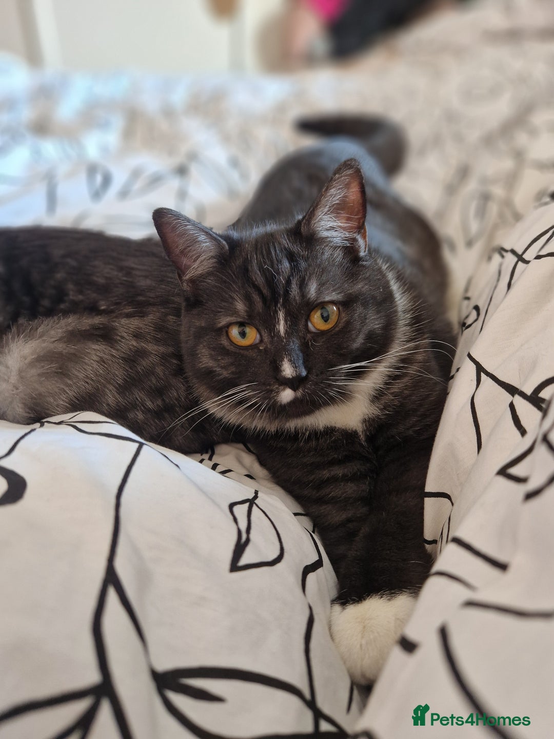 Ragdoll cats for sale: 2 ragdoll x british shorthair kittens  - Image 2