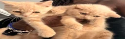 British Shorthair cats for sale: TWO MALE CREAM BRITISH SHORTHAIRS FOR SALE  - Advert 1