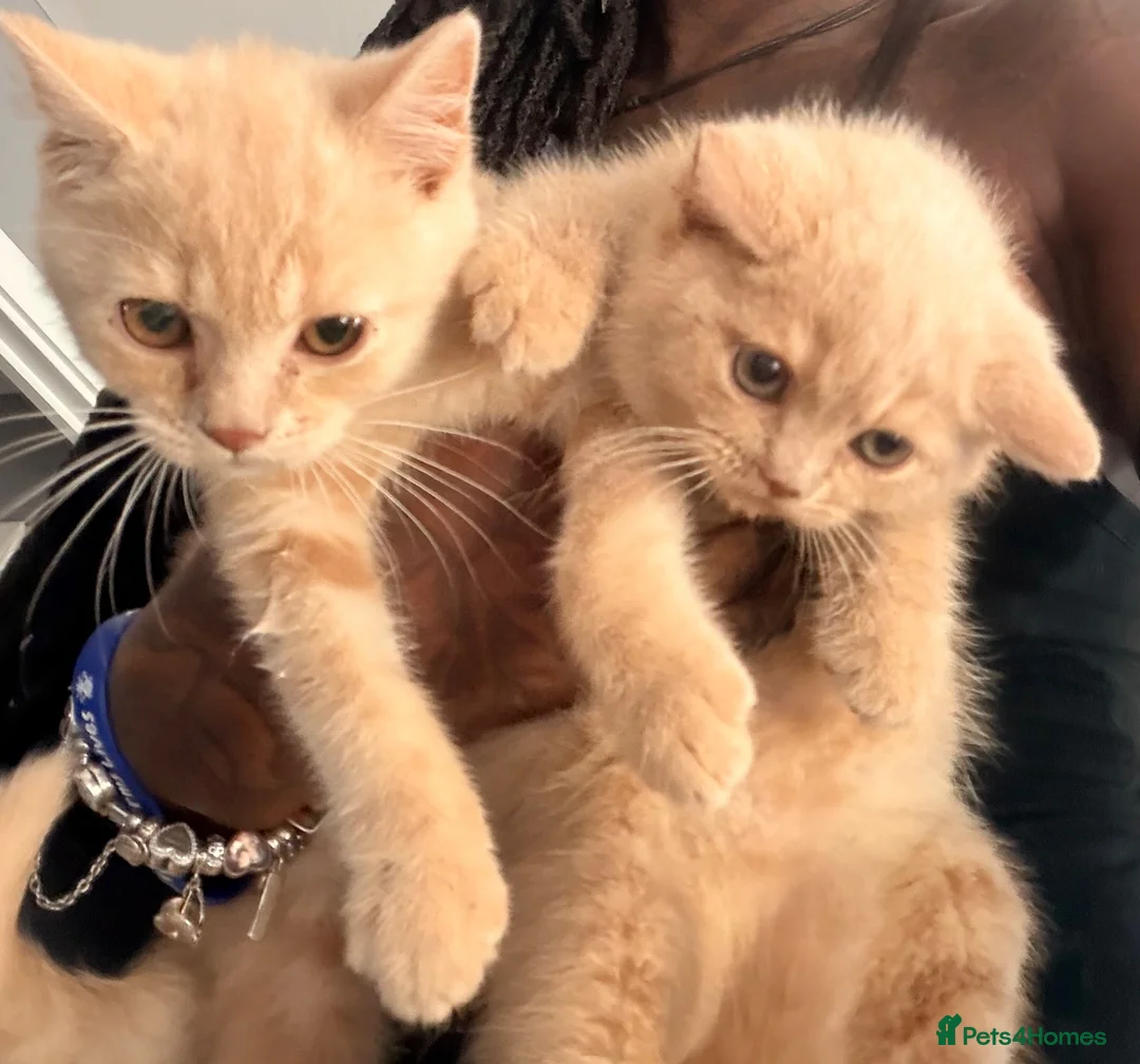 British Shorthair cats for sale: TWO MALE CREAM BRITISH SHORTHAIRS FOR SALE  - Advert 1
