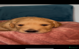 Golden Retriever dogs for sale: Gorgeous Golden Retriever Puppies - Image 5
