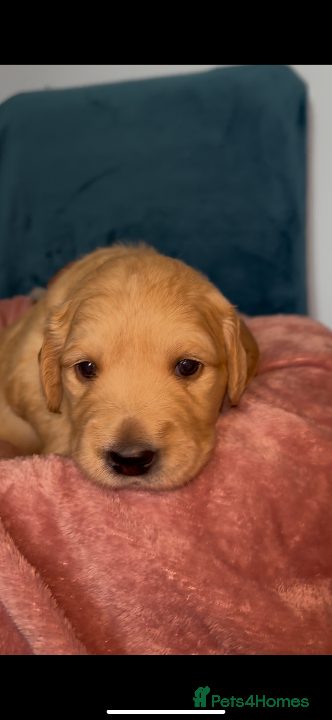 Golden Retriever dogs for sale: Gorgeous Golden Retriever Puppies - Image 5