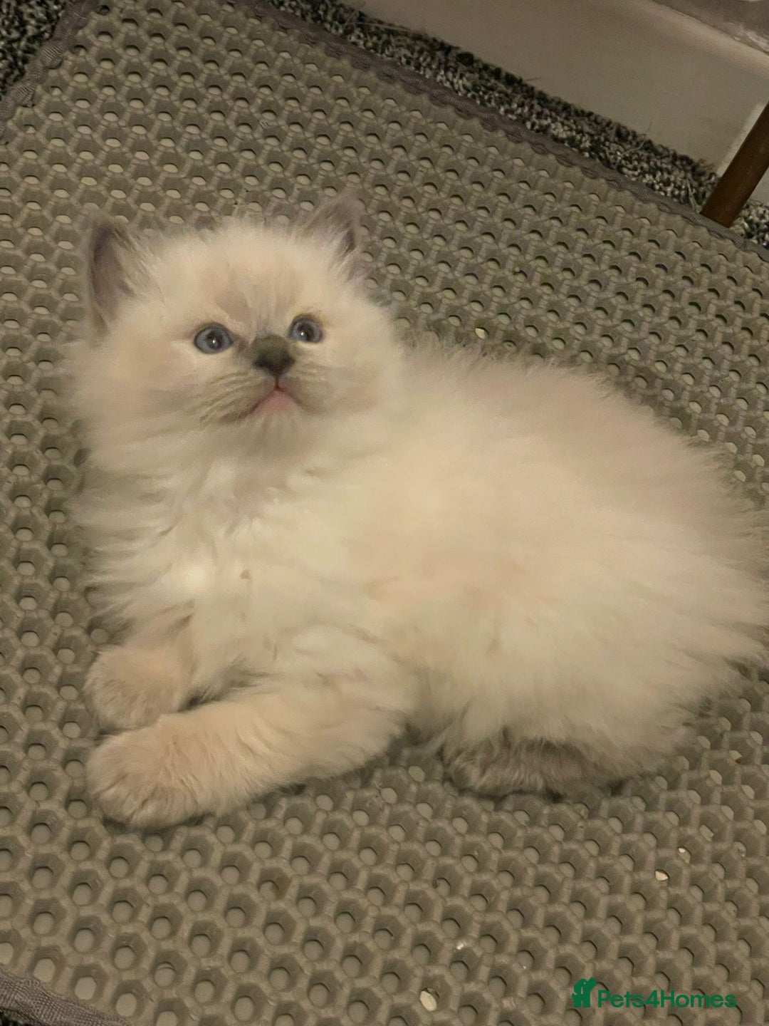 Ragdoll cats for sale: 🌟CHAMPION🌟 FATHER GCCF 🌟BLOOD LINE RAGDOLL - Image 16