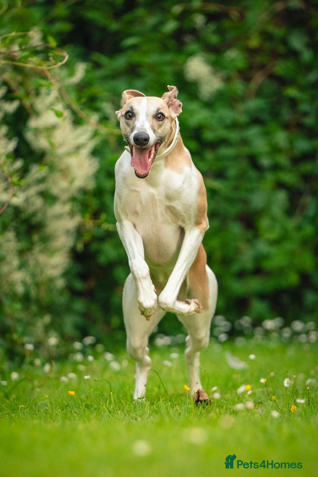 Whippet dogs for sale: Sadly for rehoming mother and son kc whippets. - Image 9