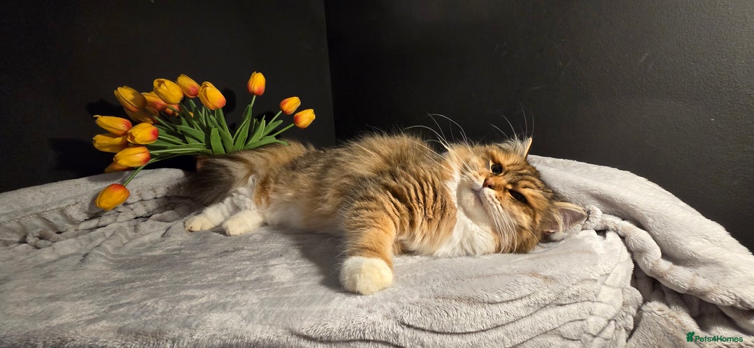 Siberian cats for sale: Siberian kittens Waiting list FIFe registrered - Image 14
