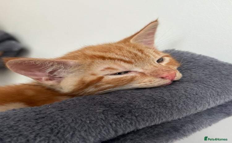 Domestic Shorthair cats - Advert 12
