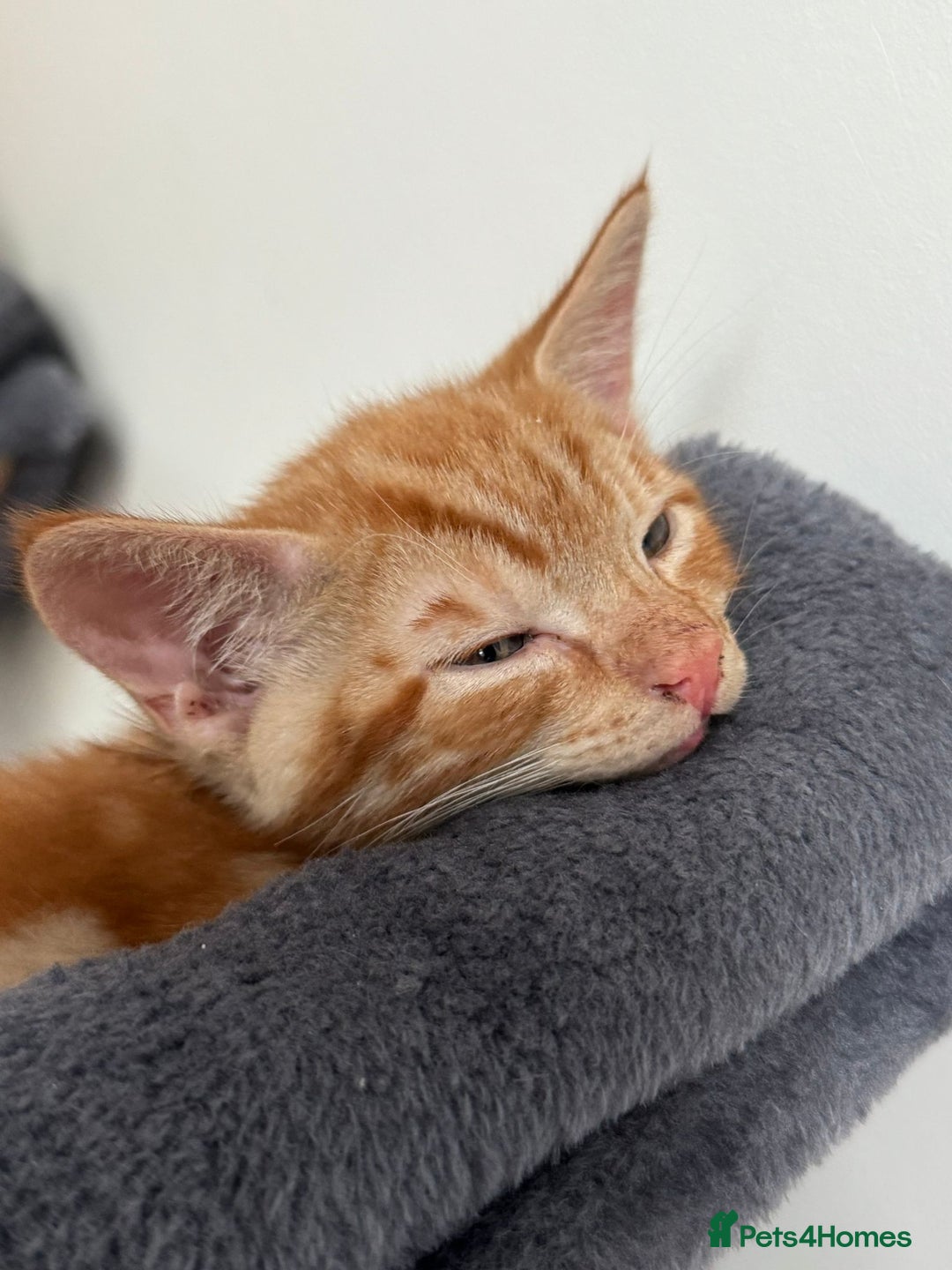 Domestic Shorthair cats for sale: One ginger domestic shorthair  - Image 1