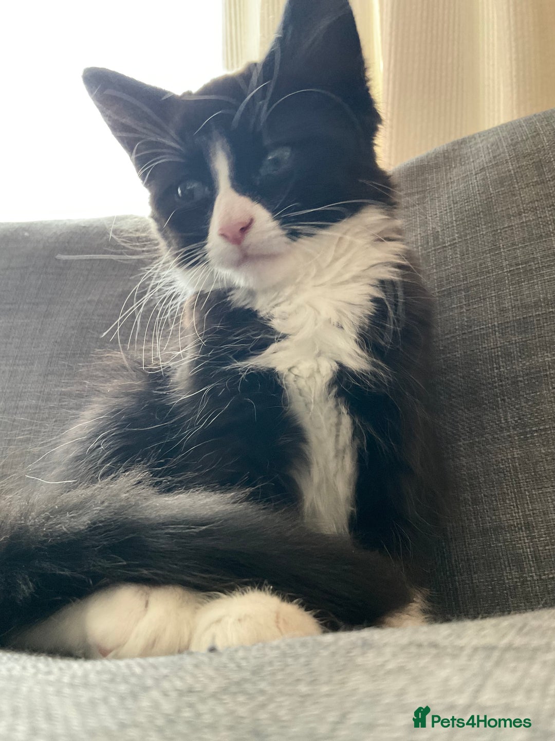 Siberian cats for sale: 🐾 Siberian X Tuxedo Boy*vaccinated health checked - Advert 3
