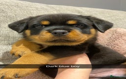 Rottweiler dogs for sale: KC Rottweiler puppies ready 16/11/25 - Image 1