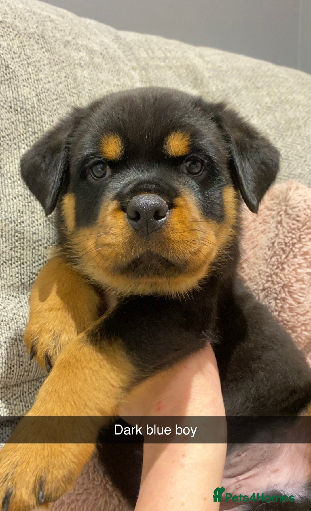Rottweiler dogs for sale: KC Rottweiler puppies ready 16/11/25 - Image 1