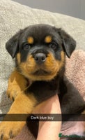 Rottweiler dogs KC Rottweiler puppies ready now - Advert 16