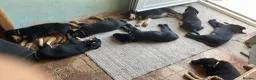 Mixed Breed dogs for sale: Australian Kelpie x Collie Pups in Llangadog - Advert 20