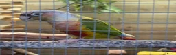 Conures birds for sale: Pair of conures for sale  - Advert 3