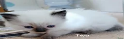 Ragdoll cats for sale: Three beautiful pure bred Ragdoll girls - Advert 11