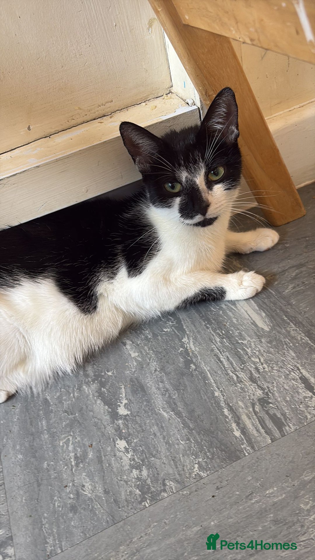 Mixed Breed cats for sale: Kittens for sale — £50 each - Image 15