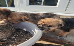 Mixed Breed dogs for sale: Border Terrier x miniature Poodle  - Image 32