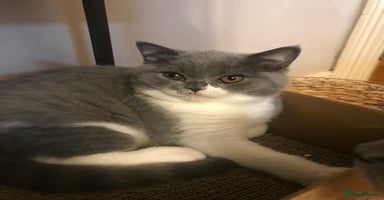 British Shorthair cats - Advert 7