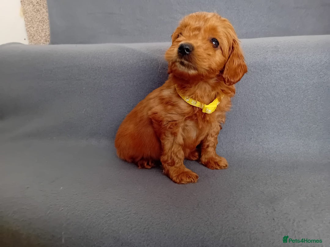 Goldendoodle dogs for sale: Gorgeous F1b Goldendoodles - Advert 7