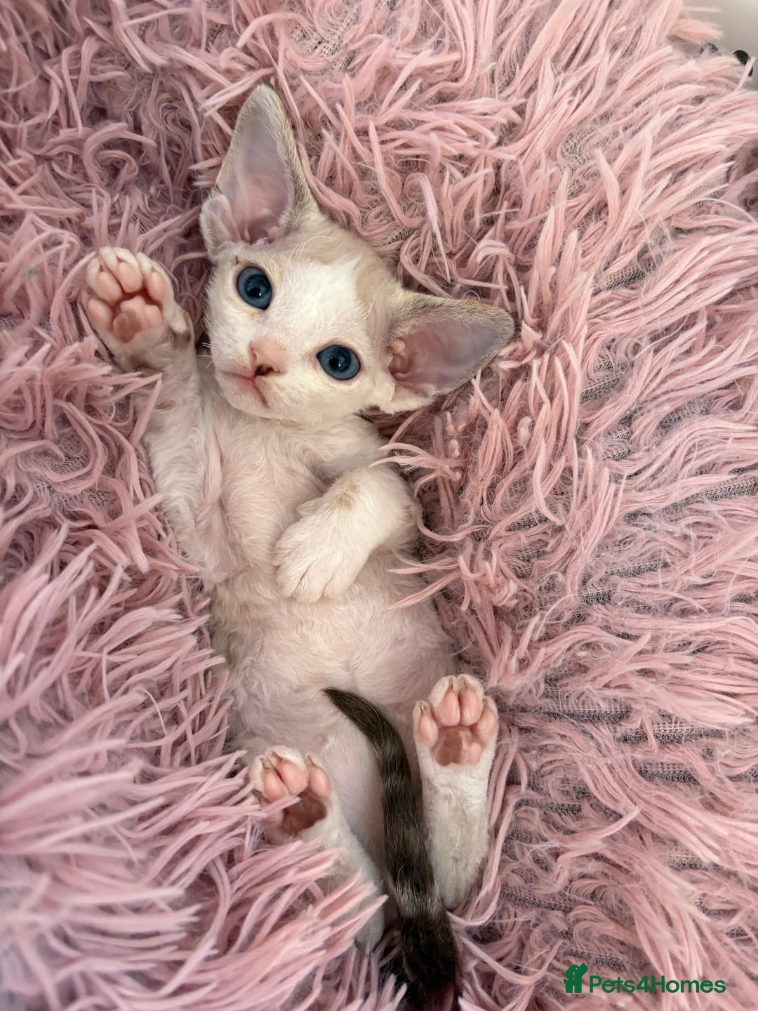 Devon Rex cats for sale: 🐾 Beautiful Devon Rex Kittens💕 - Image 19
