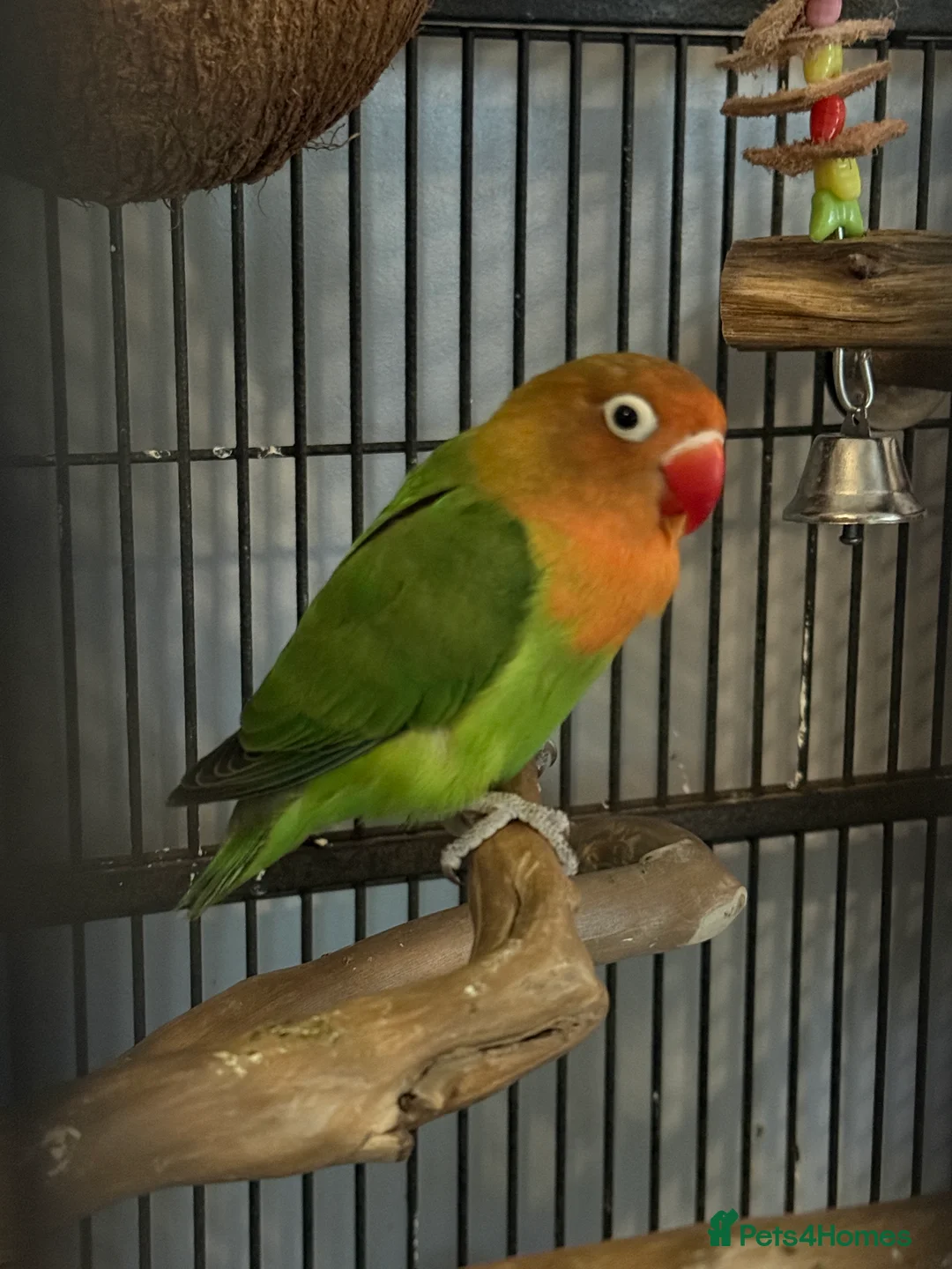 Lovebirds birds for sale: 2 lovebirds for sale  - Advert 3