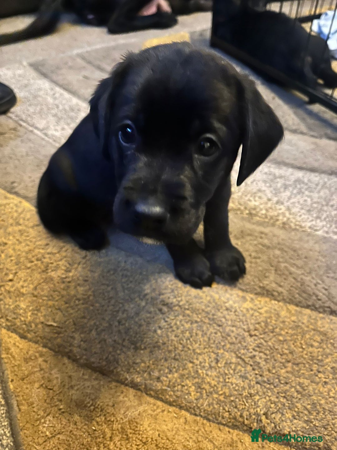 Labrador Retriever dogs for sale: labrador pups for sale home reared - Advert 14