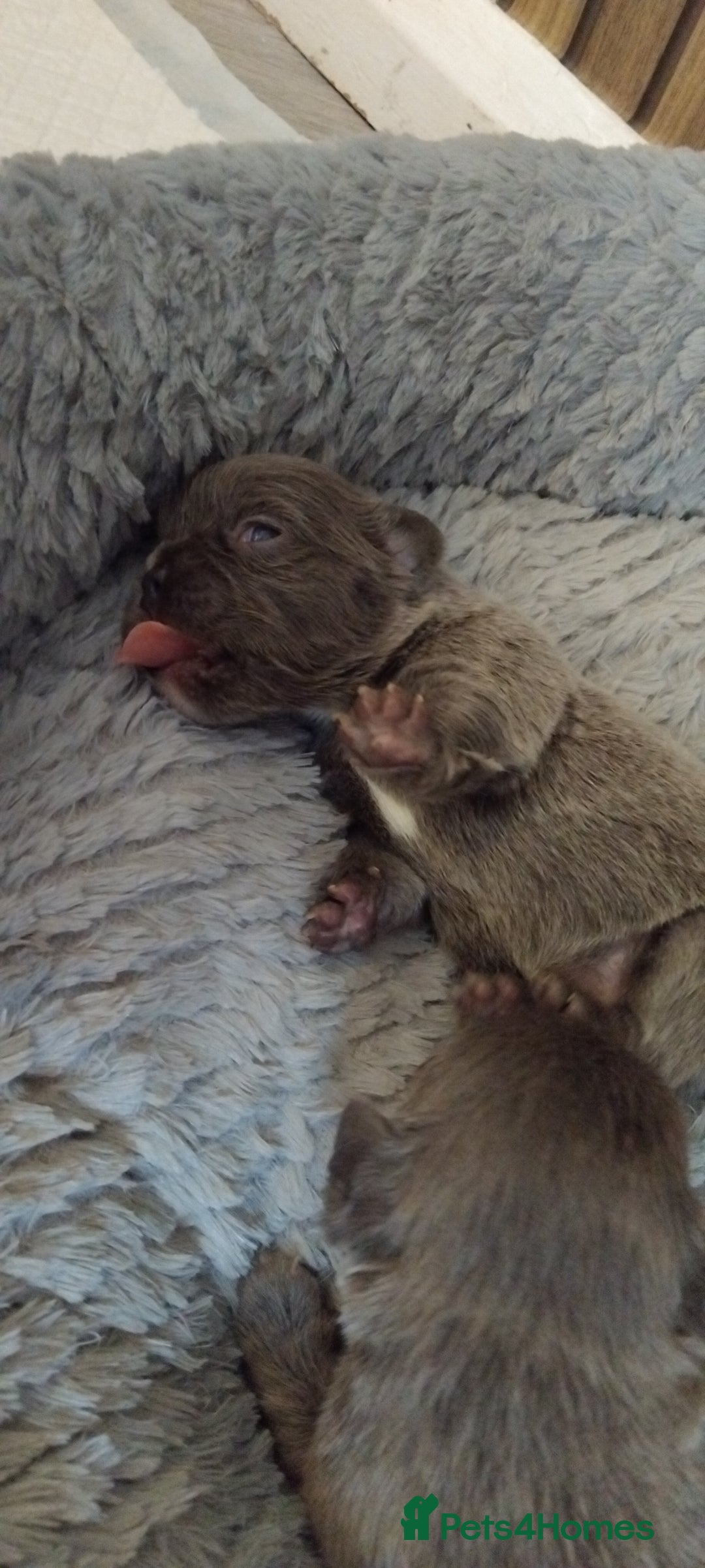 French Bulldog dogs for sale: French bulldog FLUFFY pups - Image 18