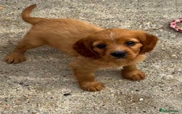 Cockalier dogs for sale: Gorgeous Cockalier Puppies… - Image 20