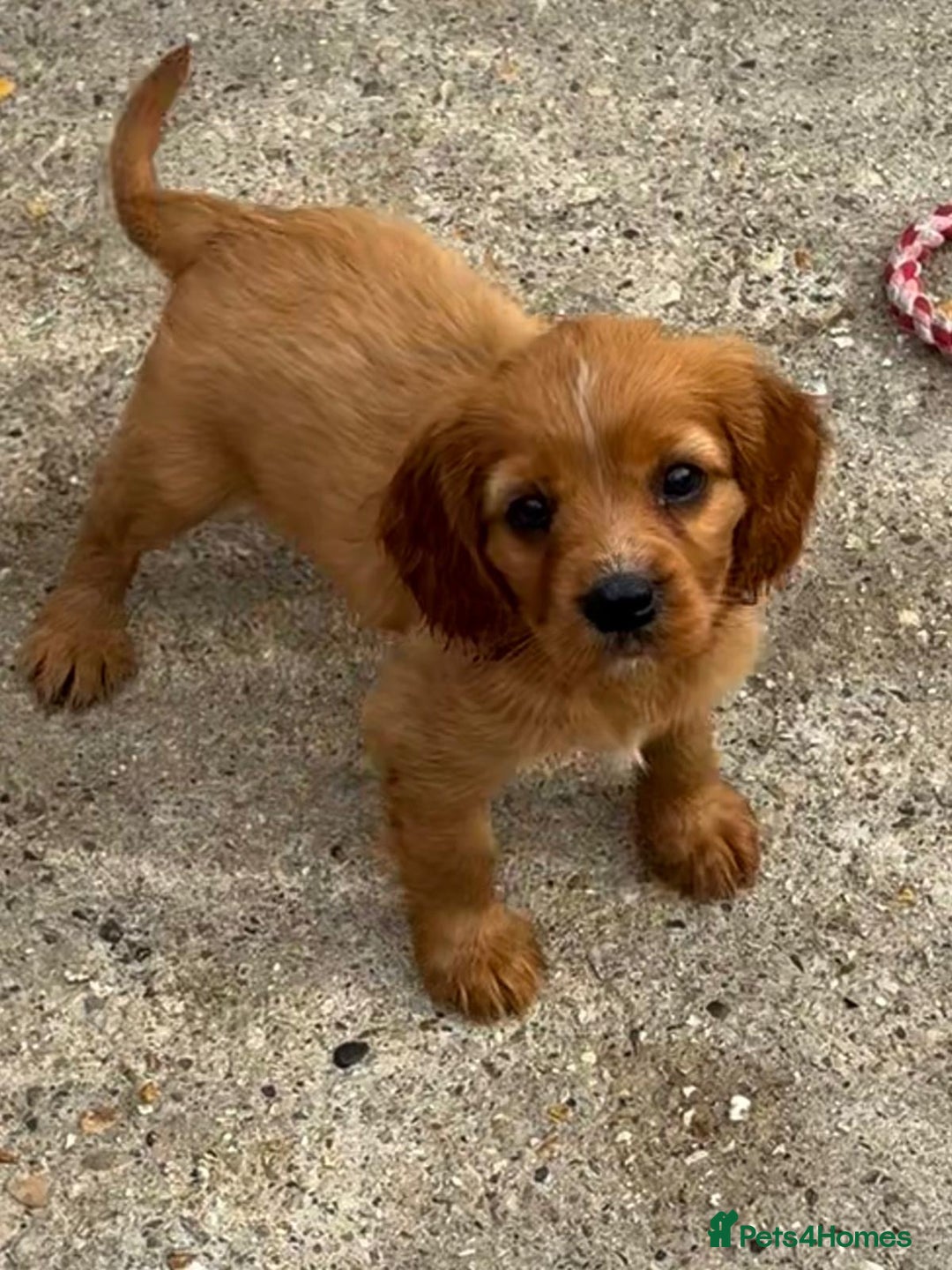 Cockalier dogs for sale: Gorgeous Cockalier Puppies… - Image 20