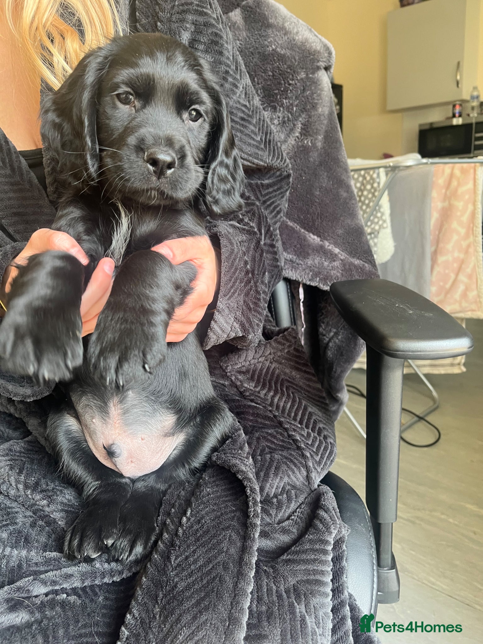 Sprocker dogs One sprocker boy left  - Advert 3