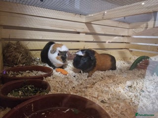 Guinea Pig rodents Guinea pigs adoption - Advert 1