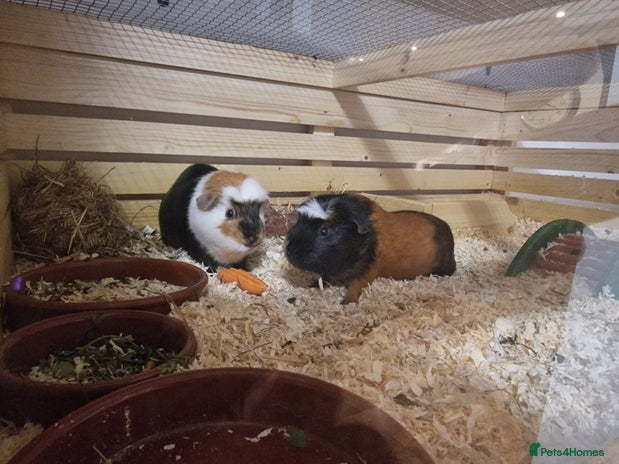 Guinea Pig rodents Guinea pigs adoption - Advert 1