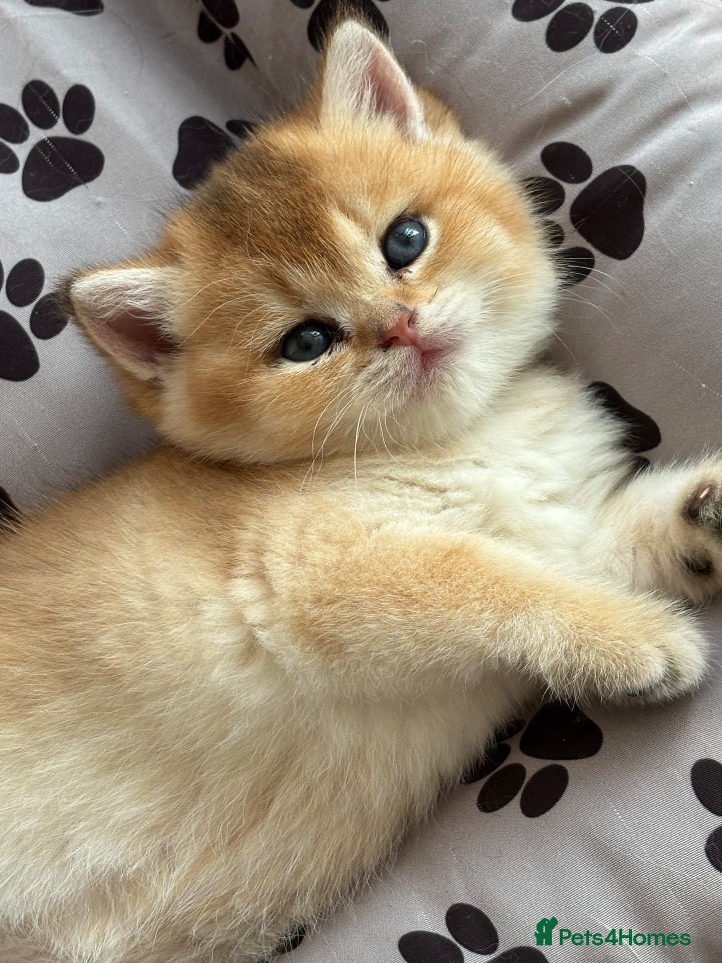 British Shorthair cats for sale: stunning Golden & Silver Shaded girls - Advert 15