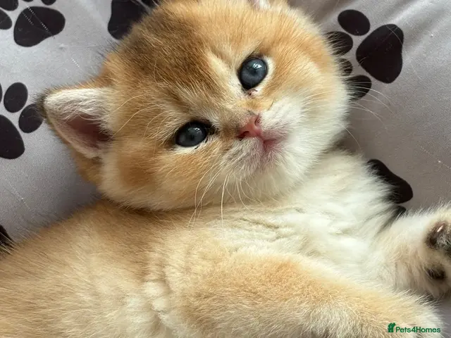 British Shorthair cats for sale: tica active stunning Golden & Silver Shaded girls - Advert 3