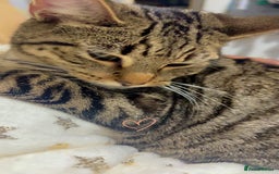 Bengal cats for sale: Those are two adult cat  - Image 1