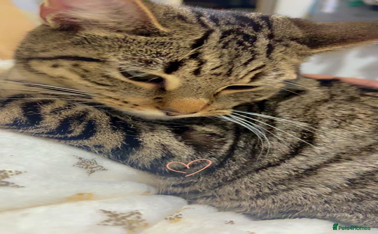 Bengal cats - Advert 1