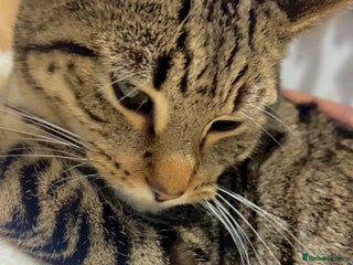 Bengal cats for sale: Those are two adult cat - Advert 1