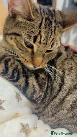 Bengal cats Those are two adult cat - Advert 9