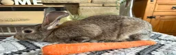 Continental Giant rabbits for sale: Continental giant buck - Advert 1