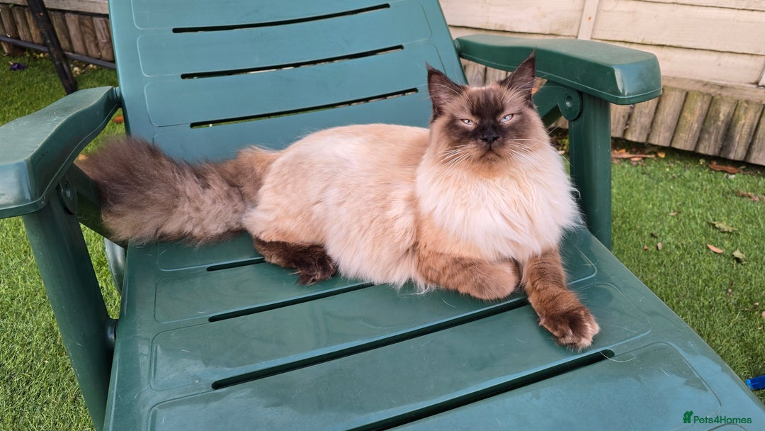 Maine Coon cats for sale: 2 stunning 3/4 Maine Coon boys - Image 10