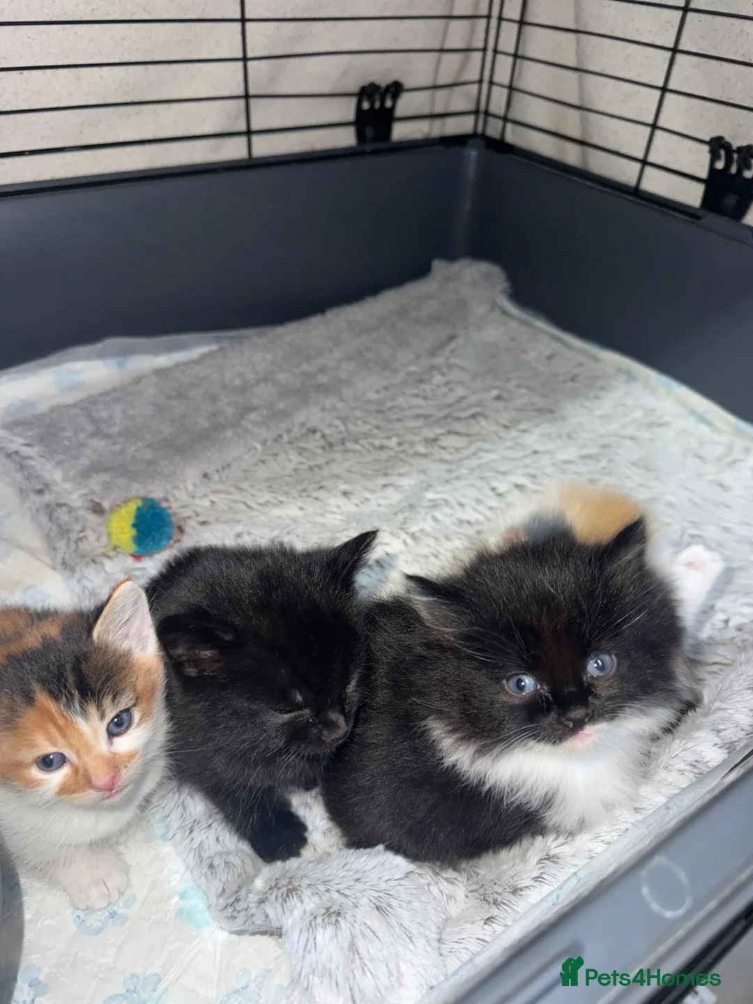 Mixed Breed cats for sale: 4 Adorable Girl kittens for new homes!! - Advert 9