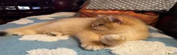 British Shorthair cats for sale: Ready Show quality golden chinchillas - Advert 3